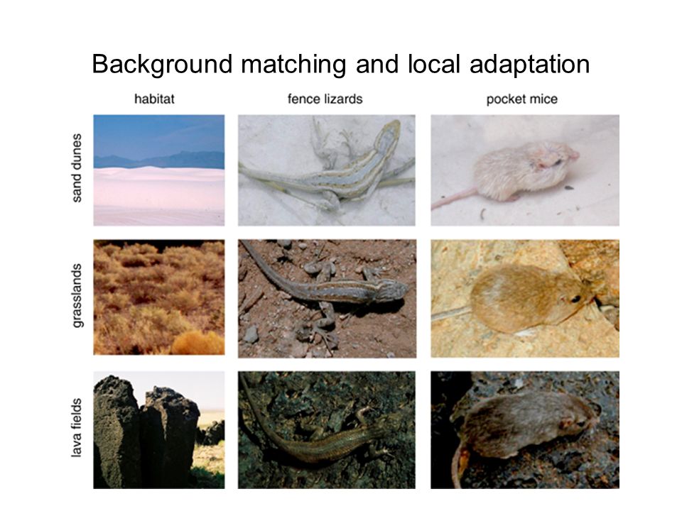 Background matching and local adaptation