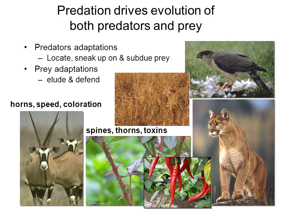 Predation drives evolution of both predators and prey