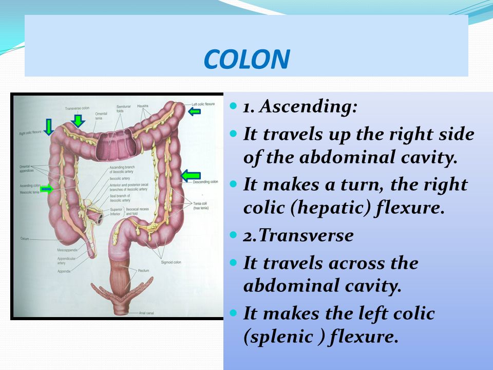 Digestive system ppt video online download
