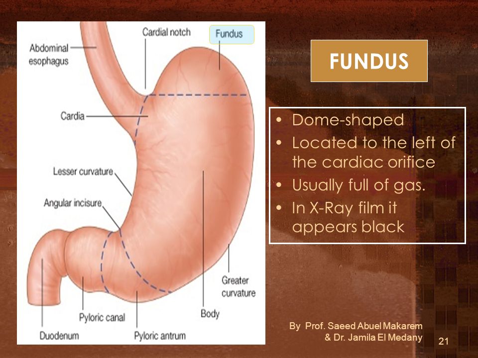 FUNDUS Dome-shaped Located to the left of the cardiac orifice