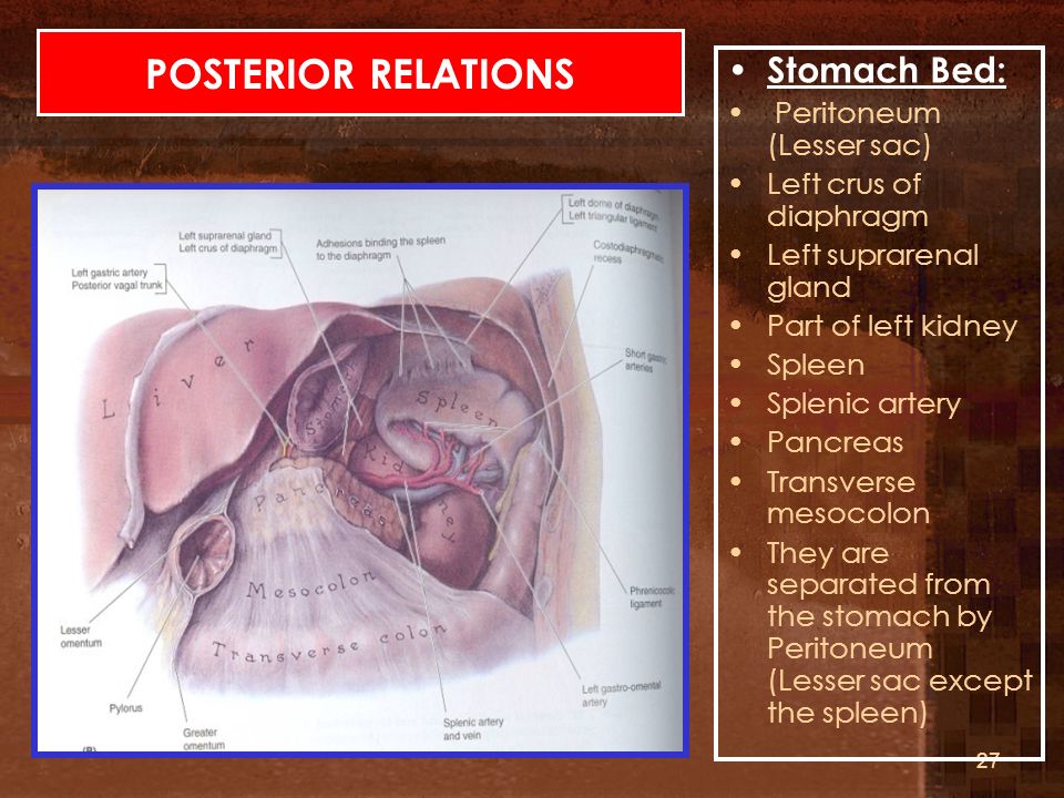 POSTERIOR RELATIONS Stomach Bed: Peritoneum (Lesser sac)