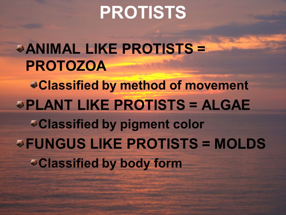 PROTISTS ANIMAL LIKE PROTISTS = PROTOZOA PLANT LIKE PROTISTS = ALGAE