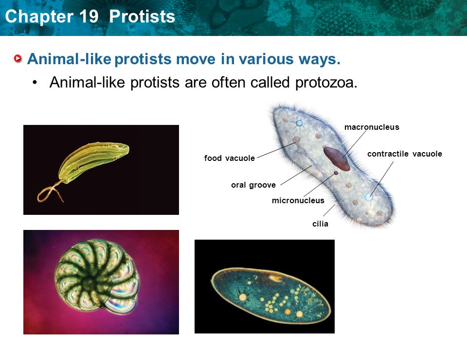  Animal-Like protists. KEY CONCEPT Animal-like protist are  single-celled heterotrophs that can move. - ppt download
