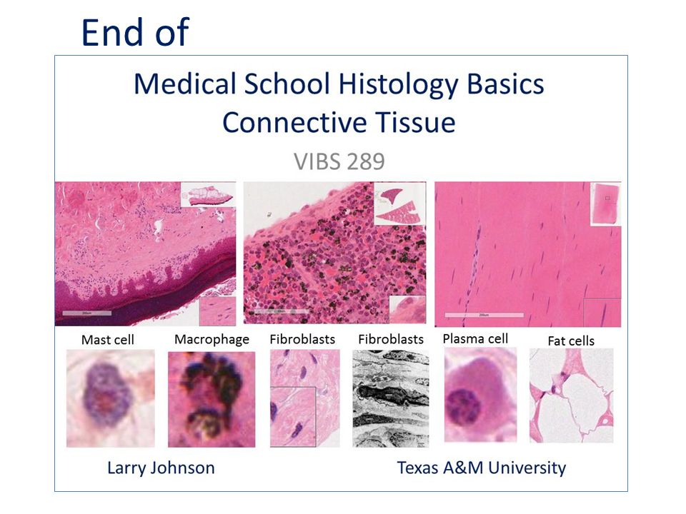 Medical School Histology Basics Connective Tissue Ppt Video Online Download