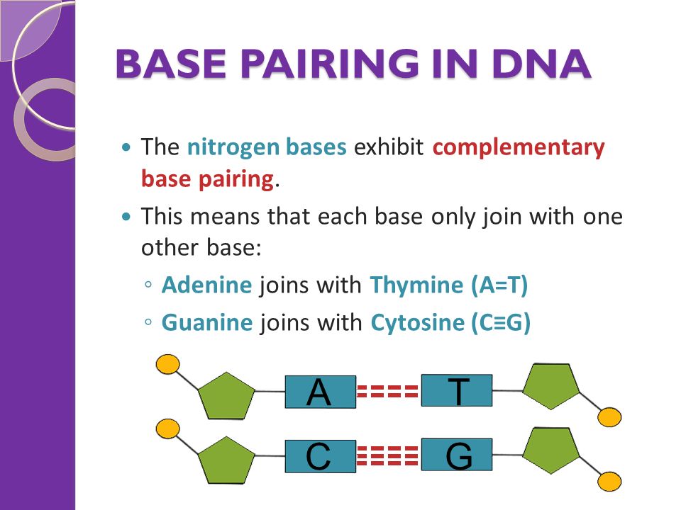 Dna base pairing worksheet answer key