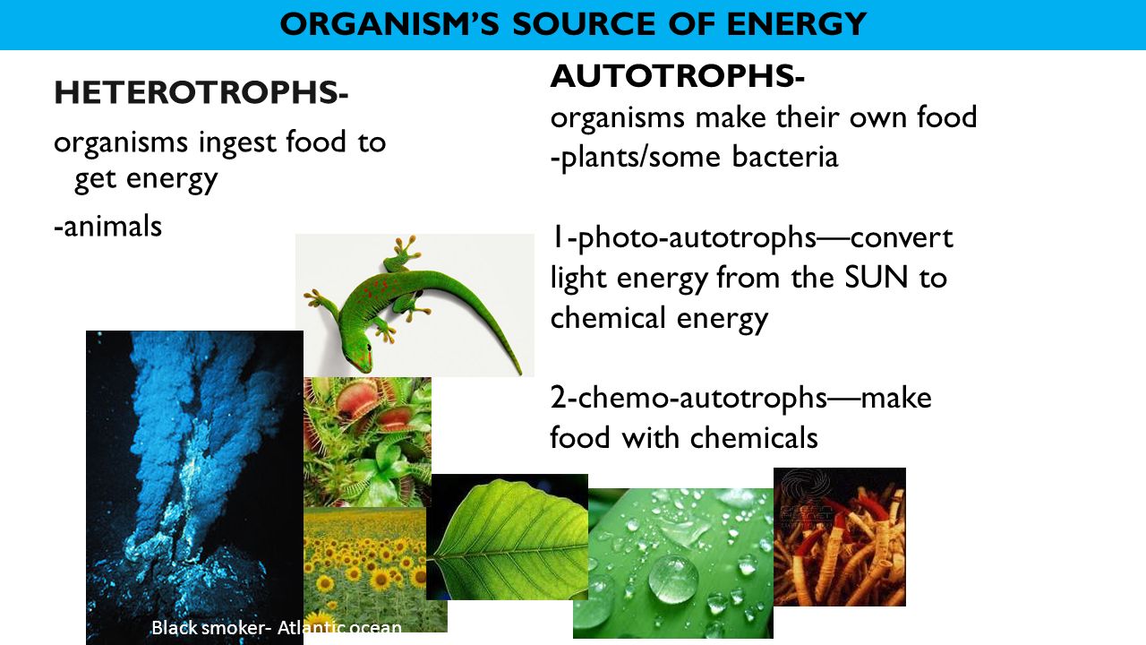 ORGANISM’S SOURCE OF ENERGY