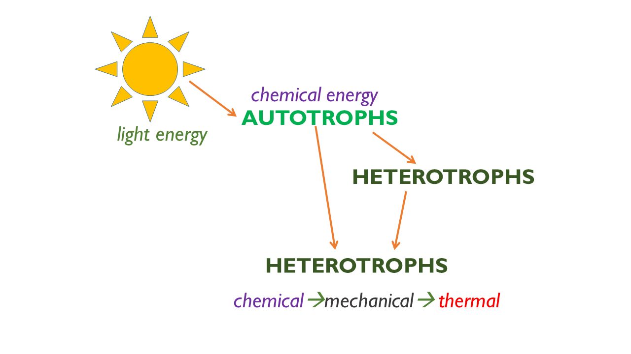 chemical energy AUTOTROPHS light energy HETEROTROPHS HETEROTROPHS chemicalmechanical thermal