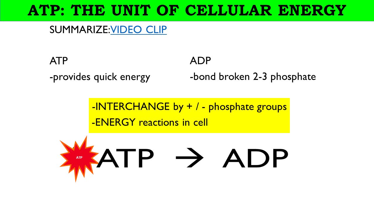 ATP: THE UNIT OF CELLULAR ENERGY