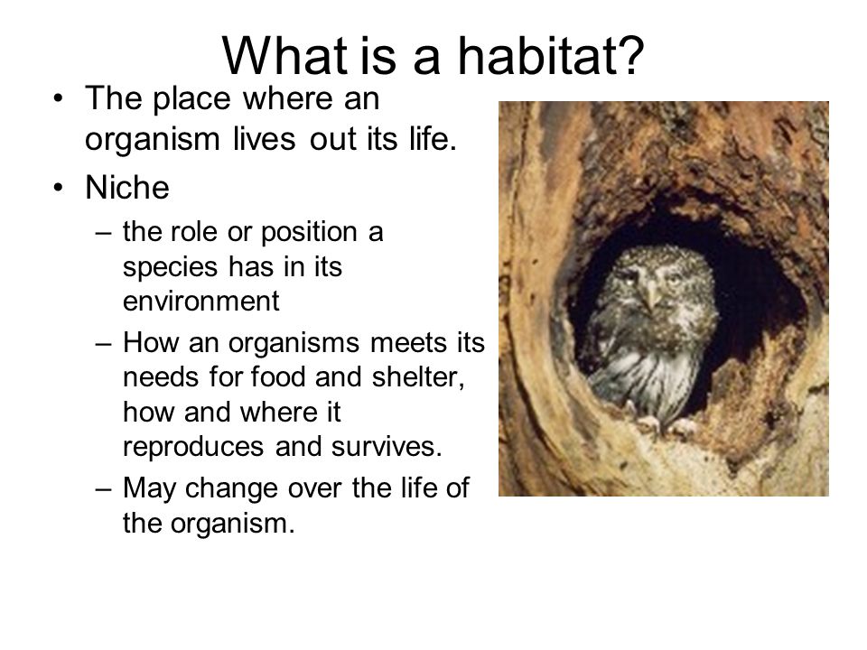 What is a habitat The place where an organism lives out its life.