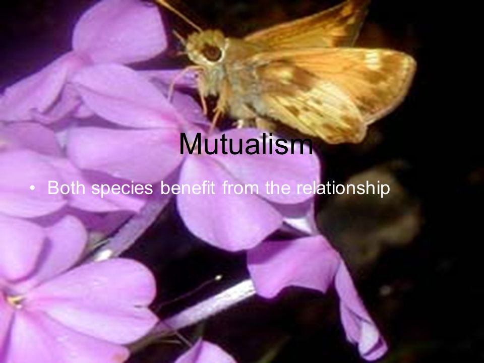 Mutualism Both species benefit from the relationship