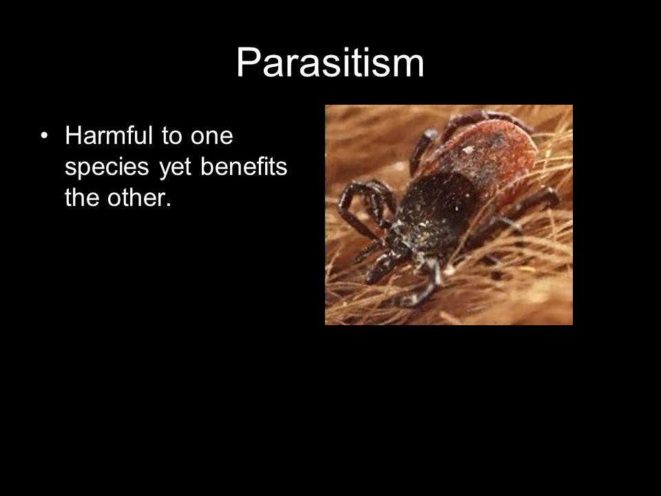 Parasitism Harmful to one species yet benefits the other.