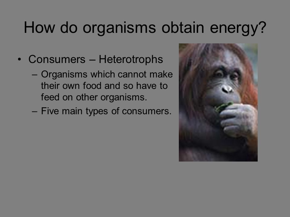 How do organisms obtain energy