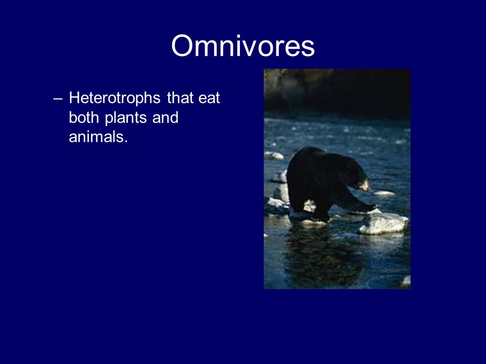 Omnivores Heterotrophs that eat both plants and animals.