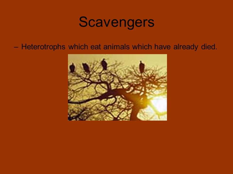 Scavengers Heterotrophs which eat animals which have already died.