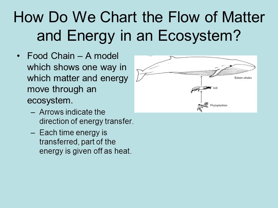How Do We Chart the Flow of Matter and Energy in an Ecosystem