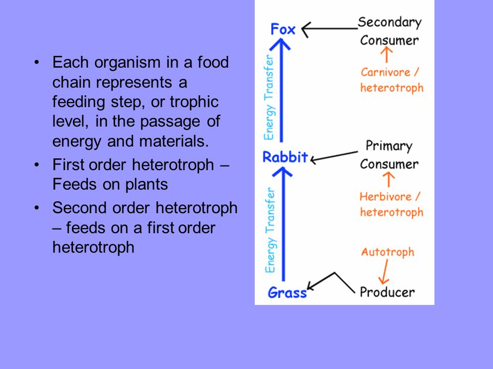 Each organism in a food chain represents a feeding step, or trophic level, in the passage of energy and materials.