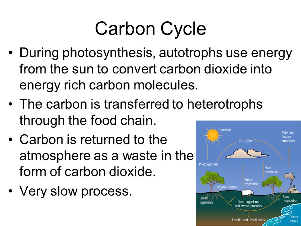 Carbon Cycle During photosynthesis, autotrophs use energy from the sun to convert carbon dioxide into energy rich carbon molecules.