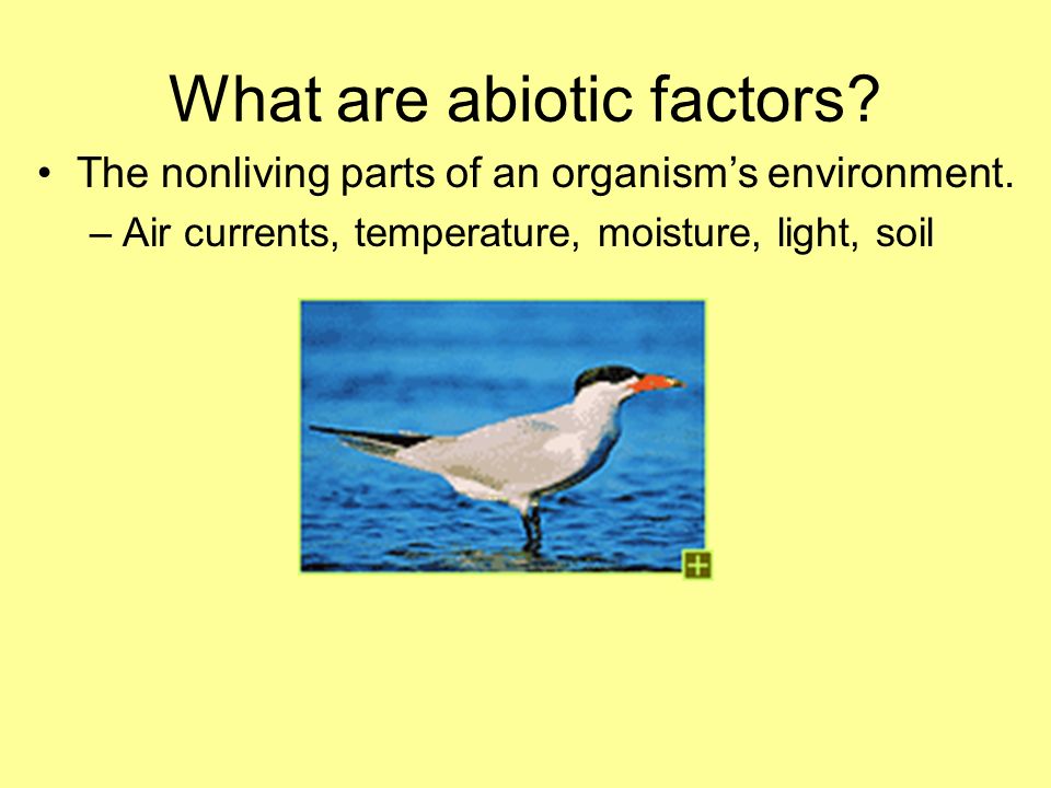 What are abiotic factors