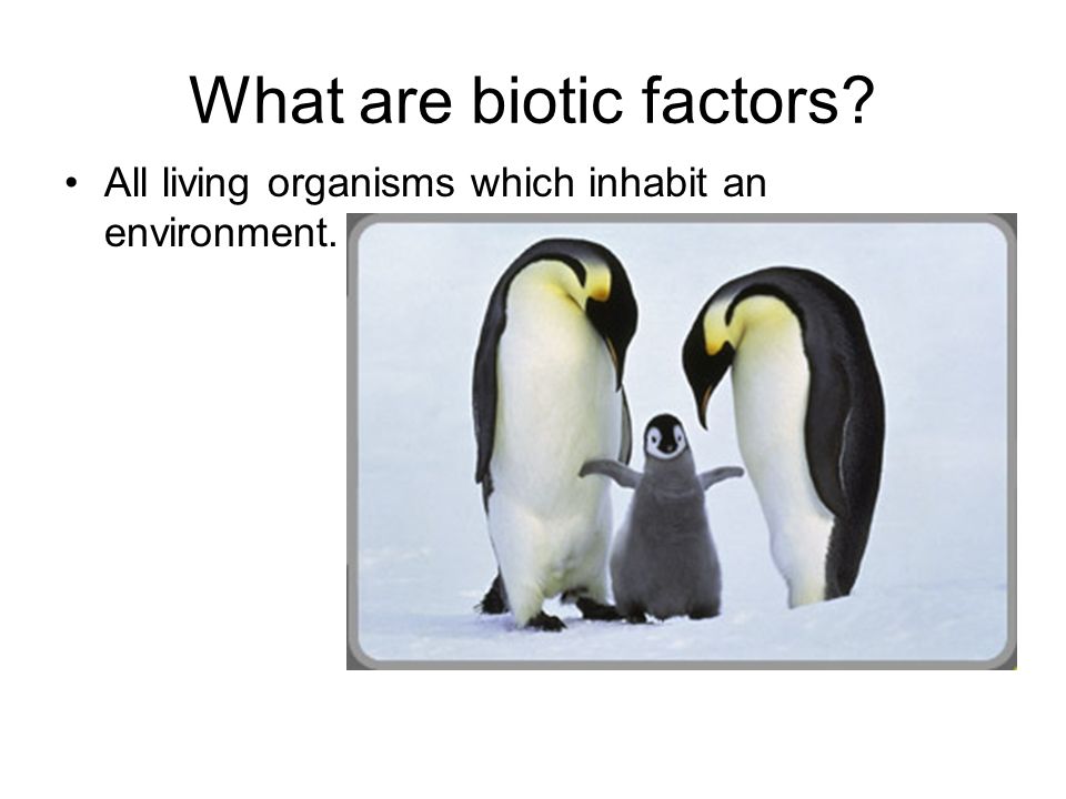 What are biotic factors