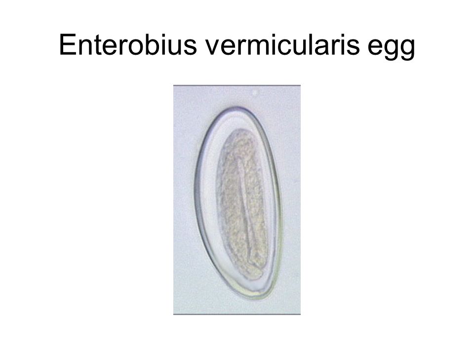 enterobius vermicularis egg labelled diagram