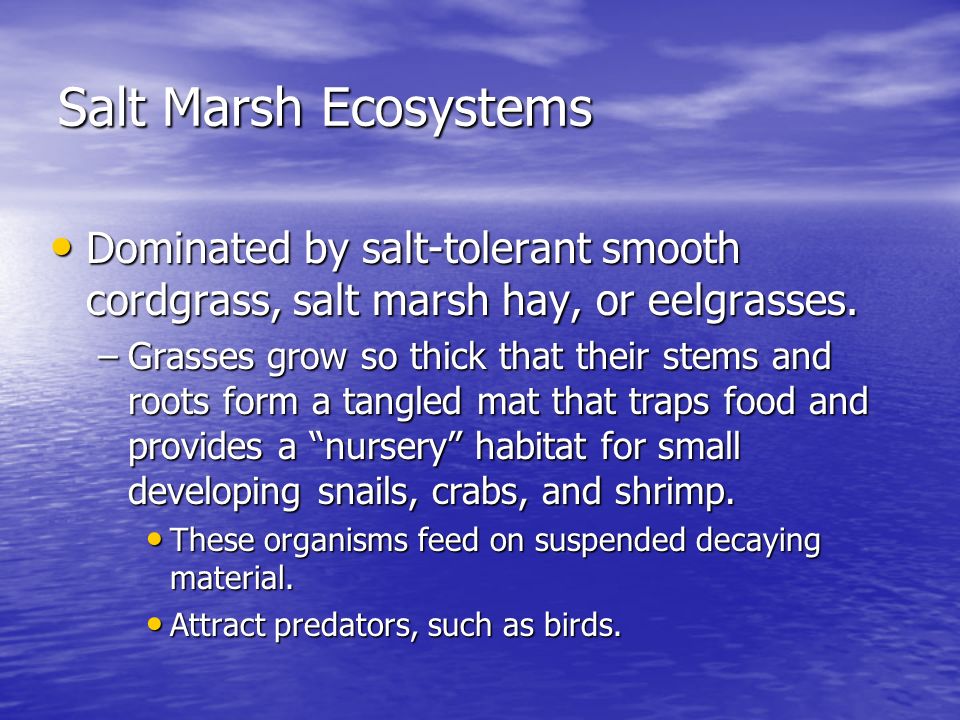 Salt Marsh Ecosystems Dominated by salt-tolerant smooth cordgrass, salt marsh hay, or eelgrasses.