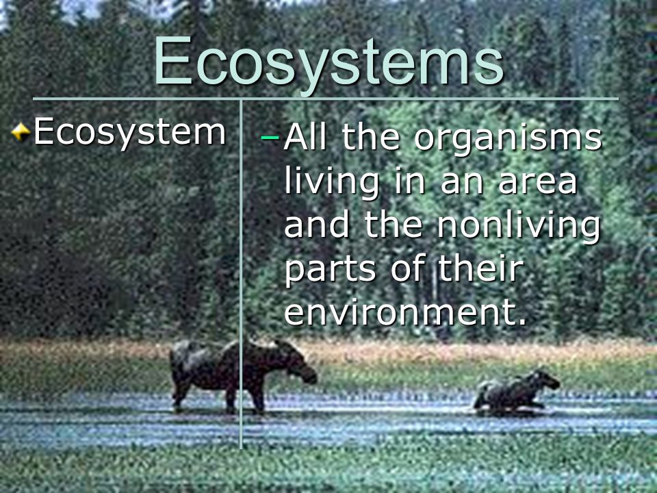 Ecosystems Ecosystem.