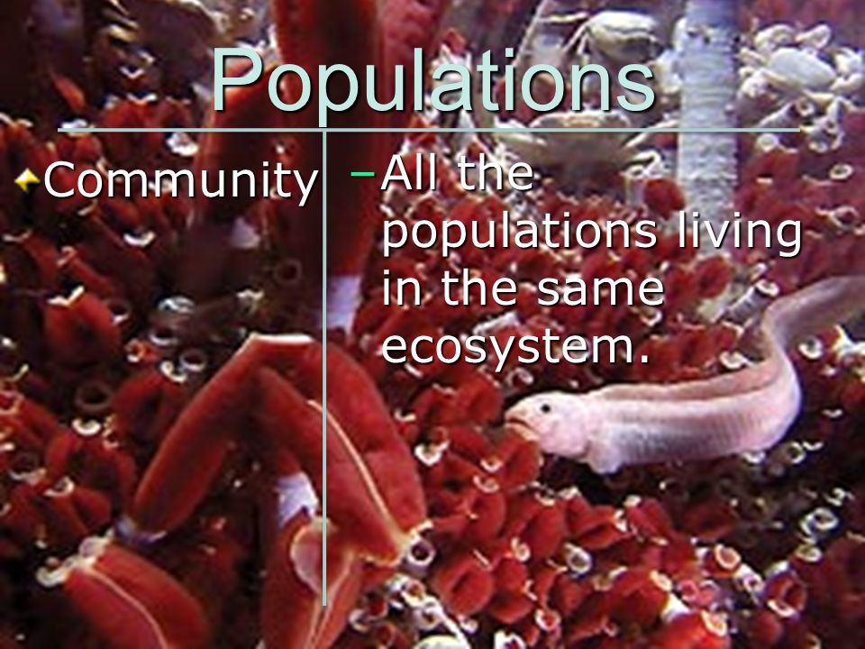 Populations All the populations living in the same ecosystem.