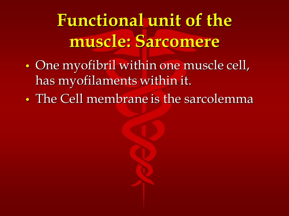 Functional unit of the muscle: Sarcomere