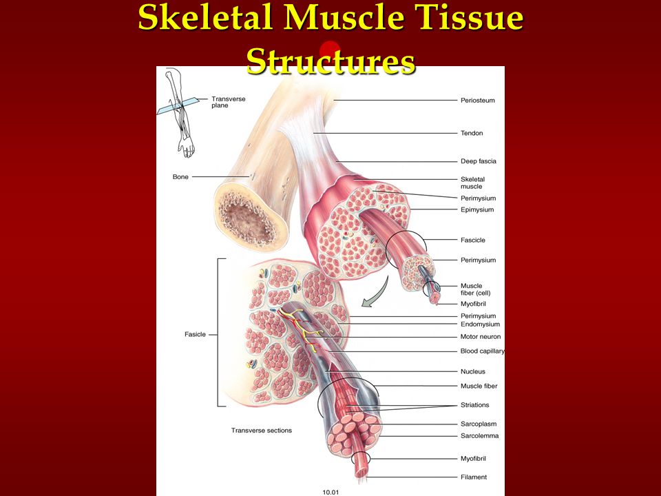 Skeletal Muscle Tissue Structures