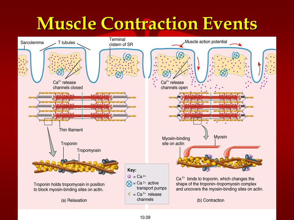 Muscle Contraction Events