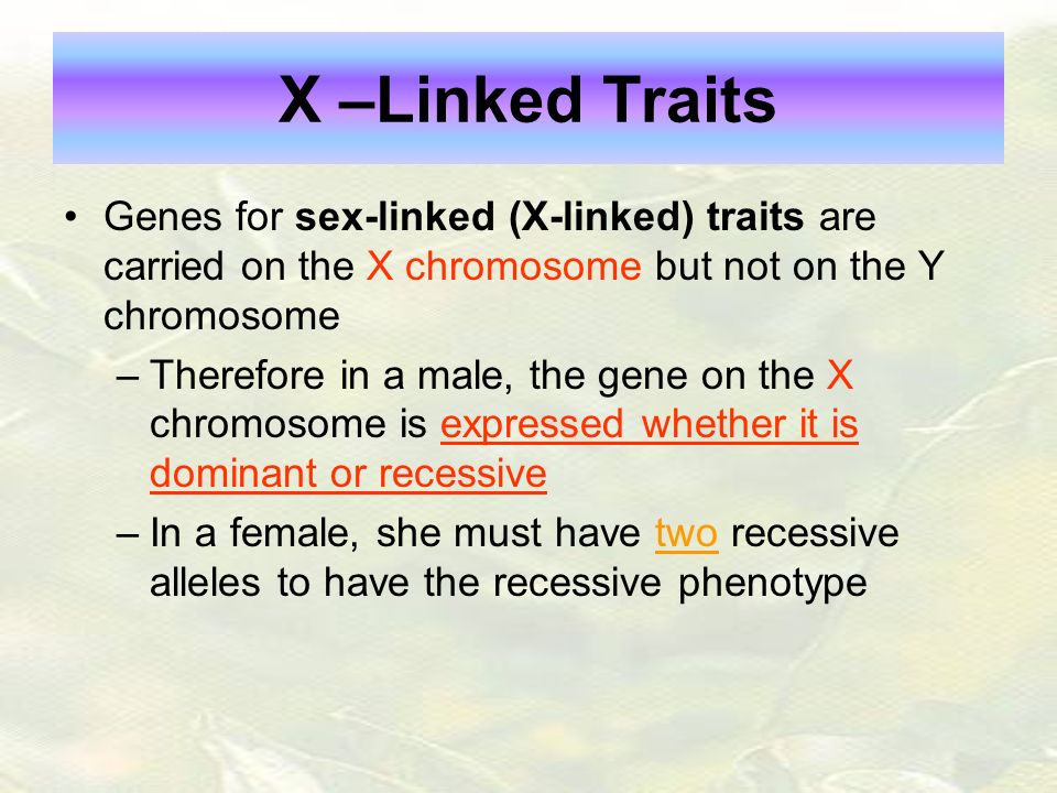 X -Linked Traits Genes for sex-linked (X-linked) traits are carried on th.....