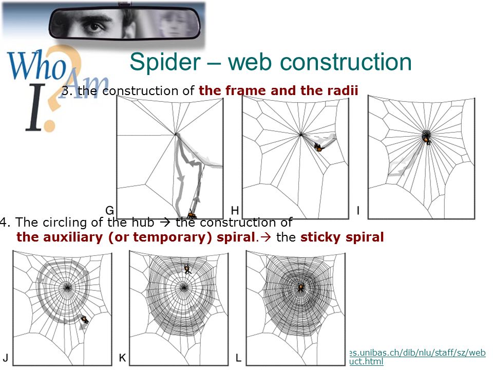 Spider – web construction