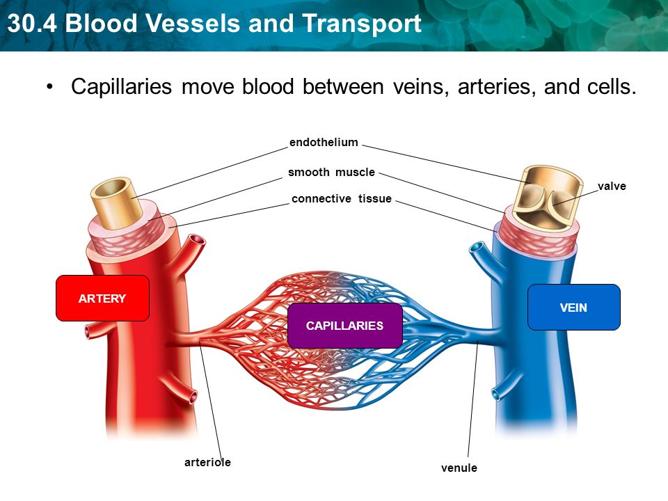 Capillaries move blood between veins, arteries, and cells.