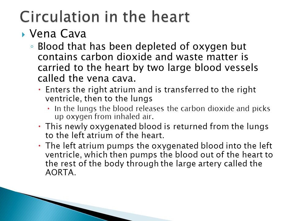 Circulation in the heart