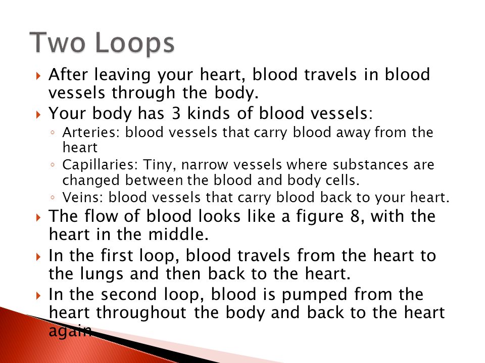 Two Loops After leaving your heart, blood travels in blood vessels through the body. Your body has 3 kinds of blood vessels: