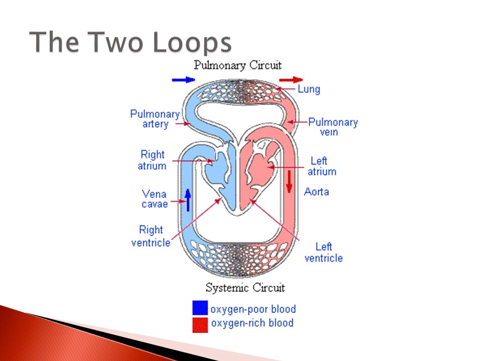 The Two Loops