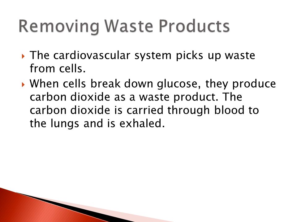 Removing Waste Products