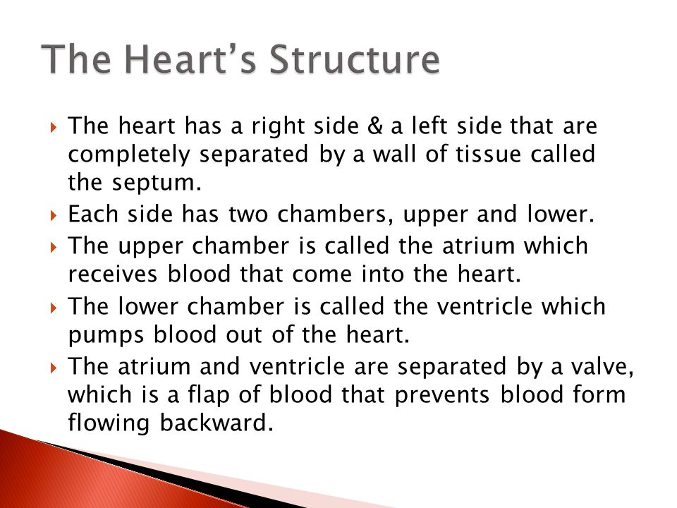 The Heart’s Structure The heart has a right side & a left side that are completely separated by a wall of tissue called the septum.