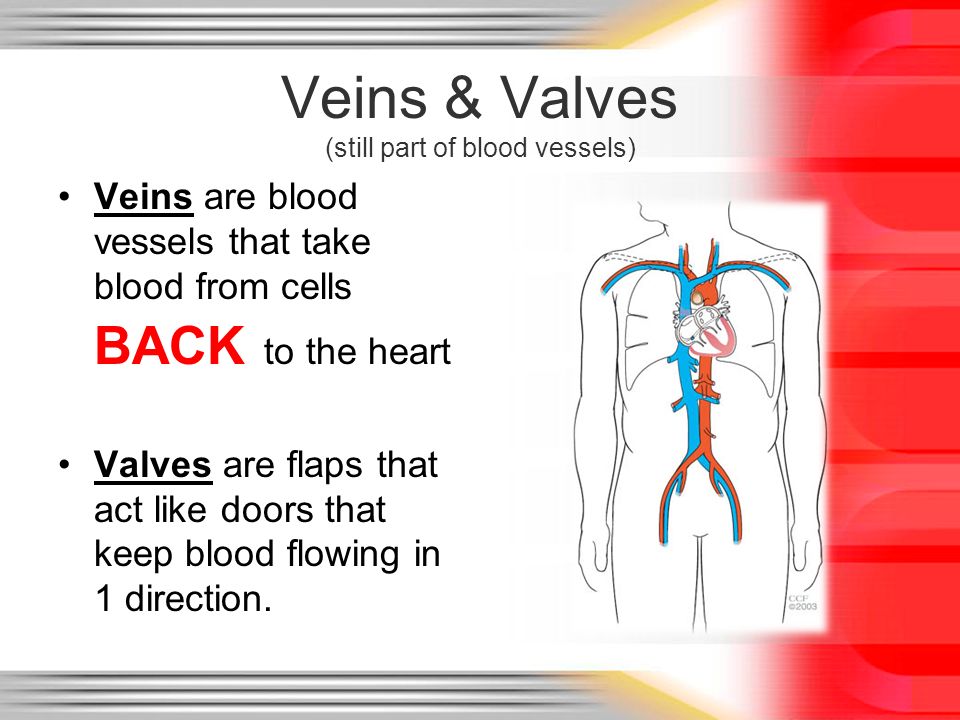 Veins & Valves (still part of blood vessels)