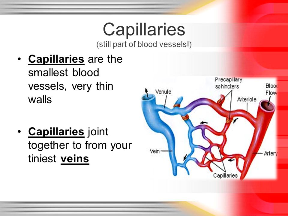 Capillaries (still part of blood vessels!)