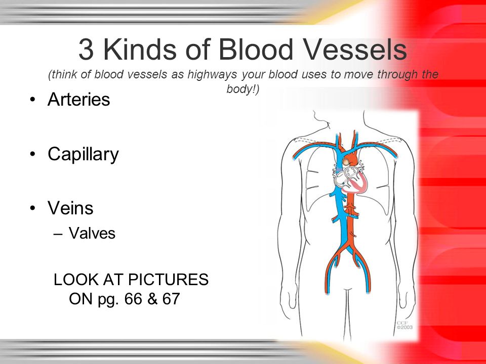 3 Kinds of Blood Vessels (think of blood vessels as highways your blood uses to move through the body!)