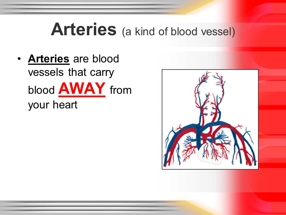 Arteries (a kind of blood vessel)