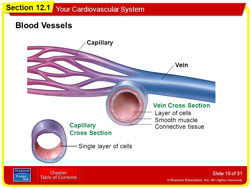 Blood Vessels Capillary Vein Vein Cross Section Layer of cells