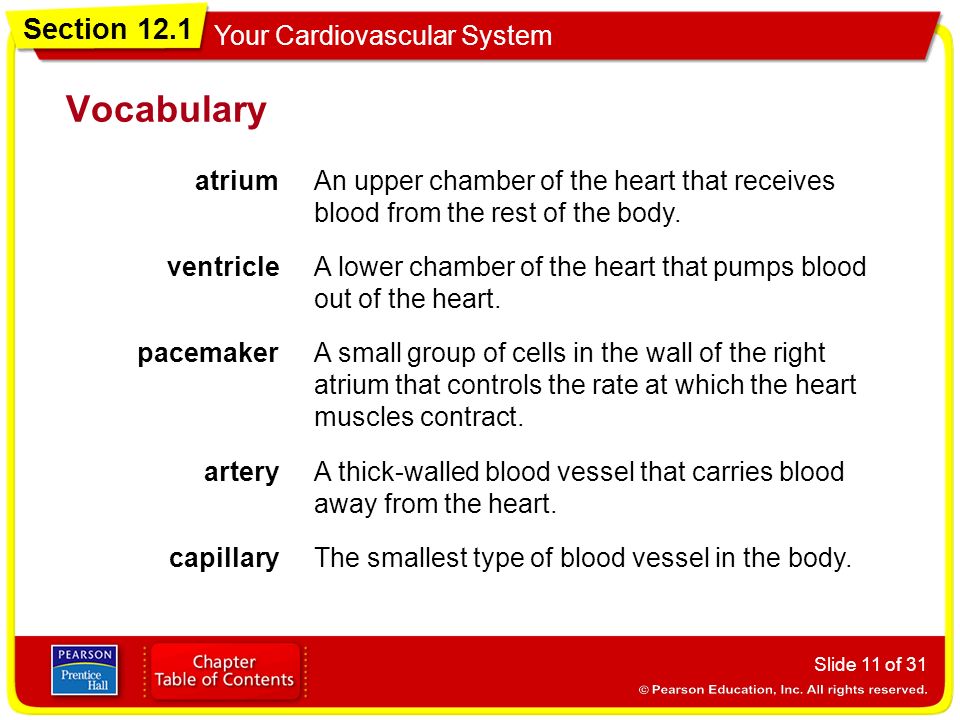Vocabulary atrium. An upper chamber of the heart that receives blood from the rest of the body. ventricle.