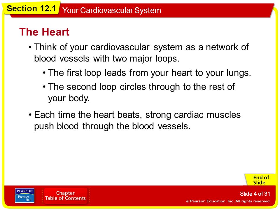The Heart • Think of your cardiovascular system as a network of blood vessels with two major loops.