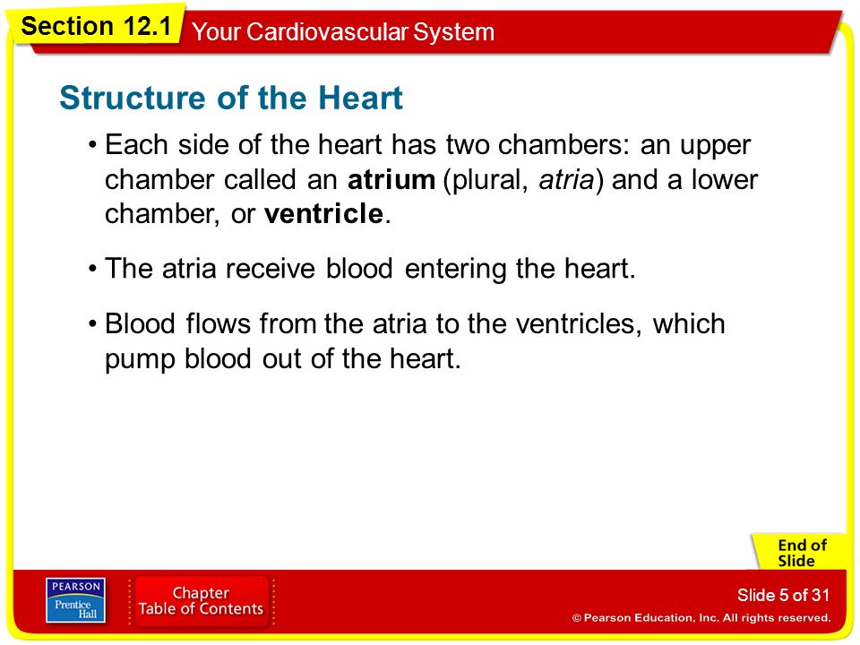 Structure of the Heart Each side of the heart has two chambers: an upper chamber called an atrium (plural, atria) and a lower chamber, or ventricle.