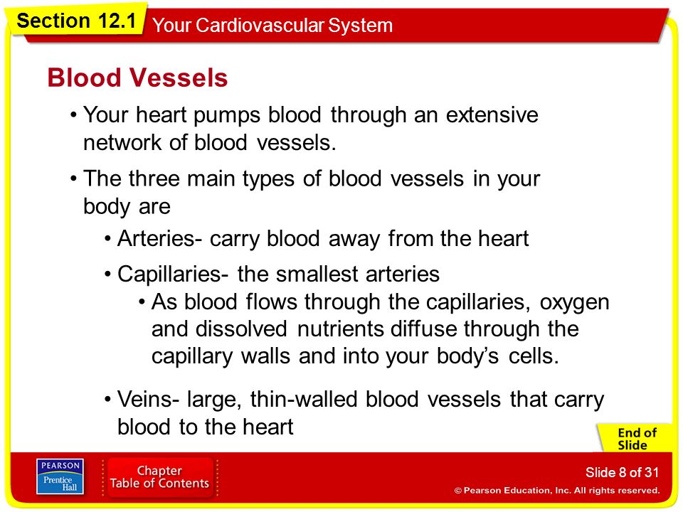 Blood Vessels Your heart pumps blood through an extensive network of blood vessels. The three main types of blood vessels in your body are.