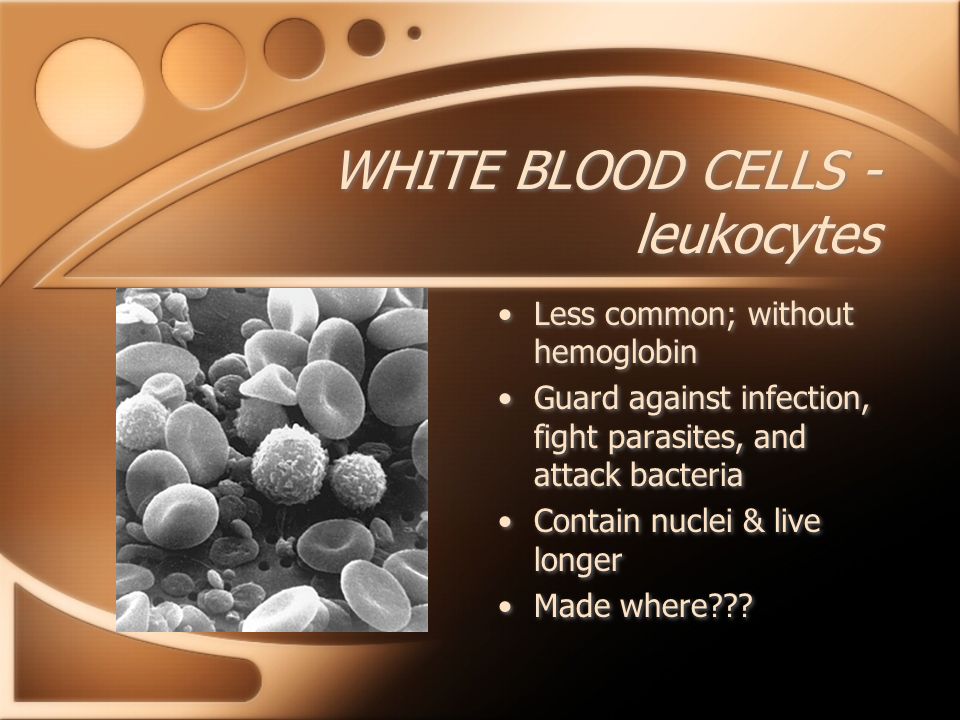 WHITE BLOOD CELLS - leukocytes