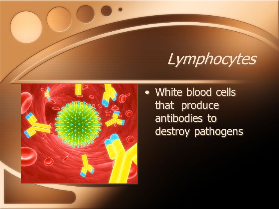 Lymphocytes White blood cells that produce antibodies to destroy pathogens