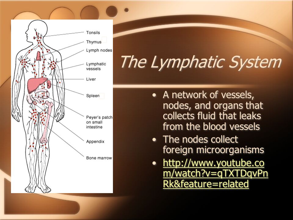 The Lymphatic System ★ ★